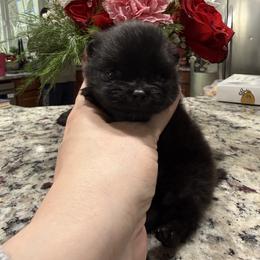 Little bear - Black male Pomeranian puppy in Enumclaw, Washington from SantaAnna Pomeranians