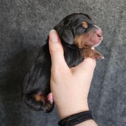 Orange collar - Black tan and white male Basset Hound puppy in Alton, Illinois from Show Me Great Danes and Basset Hounds