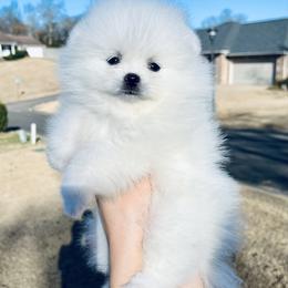 Theo - White male Pomeranian puppy in Hot Springs, Arkansas from Pomeranian Empire