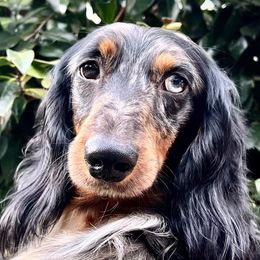 Vinny - Dachshund