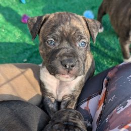 Pacman - Black brindle male American Staffordshire Terrier puppy in Hohenwald, Tennessee from AptiBull Terriers