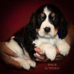 Mack - English Springer Spaniel