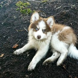 Pomsky Puppies from Fox Meadow Pomskies
