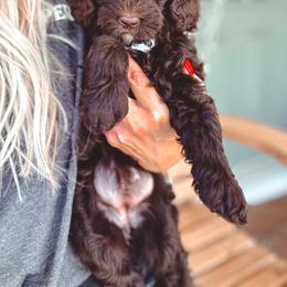 Bunny - Brown female Bernedoodle puppy in Jackson, Missouri from Pincksten Family Doodles