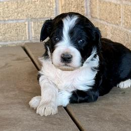 Shadow - Black and white male Aussiedoodle puppy in Talihina, Oklahoma from Lockhart Mini Aussies