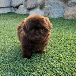Boy 2 - Liver male Shih Tzu puppy in Whittier, California from Socal Mother Of Shih Tzus