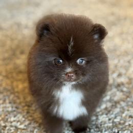 Nina - Chocolate female Pomeranian puppy in Kilgore, Texas from 5 Star Poms