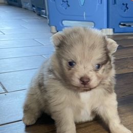 Pomeranians from Precious Pom Puppies