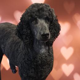 Rosey - Poodle