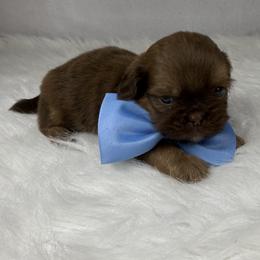 Snickers - Chocolate and tan male Shih Tzu puppy in Columbia, Kentucky from Lisa Bandy Luxe Shih Tzu