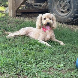 Lucy lue - Poodle