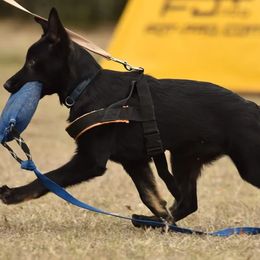 German Shepherd Puppies from Büserhaus Working Dogs