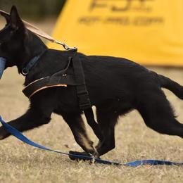 German Shepherd Puppies from Büserhaus Working Dogs