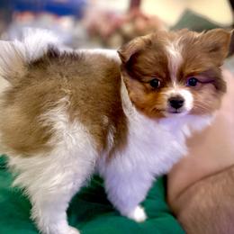 Pomeranian Puppies from ThePomPack