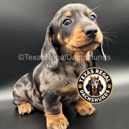 Benedict - Dapple male Dachshund puppy in Houston, Texas from Texas Regal Dachshunds LLC