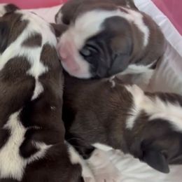Saint Bernard puppies from Buendias Ranch Saint Bernards & Bernese Mountain Dogs