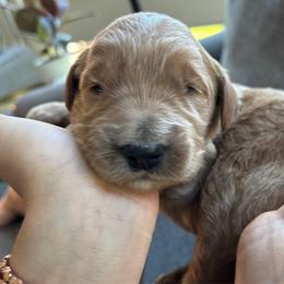 Boy 2 - Apricot male Goldendoodle puppy in Mattawan, Michigan from Doodifuldoods