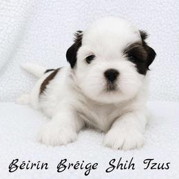 HANK - Brindle and white male Shih Tzu puppy in Las Vegas, Nevada from Beirin Breige Shih Tzus