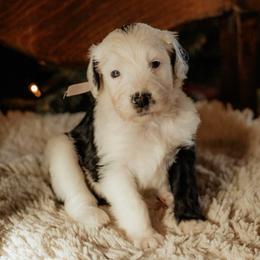 Celebration - Black and white female Sheepadoodle puppy in Vernonia, Oregon from Life Unleashed Farm