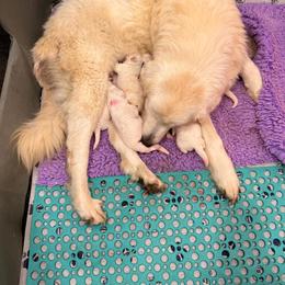 Girl 2 - White female Maremma Sheepdog puppy in Kings County, California from Prancing Pony Farm Maremma Sheepdogs