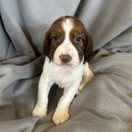 English Springer Spaniel Puppies from STORYSIDESPRINGERS