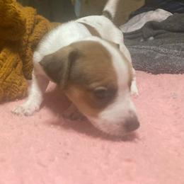 Count Georges - White and tan male Russell Terrier puppy in Missouri from Royal Russells Ranch