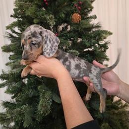 Blue dapple - Dapple male Dachshund puppy in Hesperia, California from VOM HAUSE Imperial