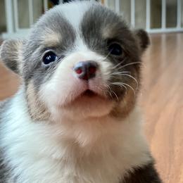 Bluie female - Blue Pembroke Welsh Corgi puppy in Woodland, Washington from MB Acres Corgis