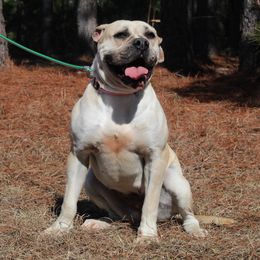 Alapaha Blue Blood Bulldog All Grown Up from Chop Top Alapahas