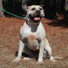 Alapaha Blue Blood Bulldog All Grown Up from Chop Top Alapahas