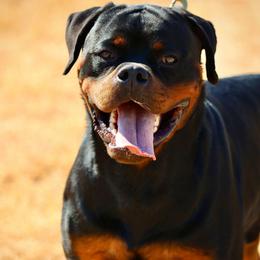 TK'S Ignacio - Black and mahogany male Rottweiler puppy in San Antonio, Texas from HAUS OF RZA