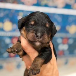 Manicotti - Phantom male Bernedoodle puppy in Macon County, North Carolina from Mountain Doodles