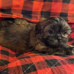 Shih Tzu Puppies from Pilgrim Shih tzu