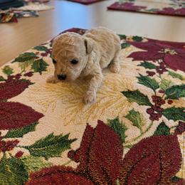 Girl 1 - Cream female Maltipoo puppy in Brooksville, Florida from DeVall Maltipoos