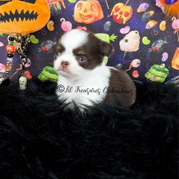 Nezuko - Chocolate and white female Chihuahua puppy in Anderson, South Carolina from Lil Treasures Chihuahuas