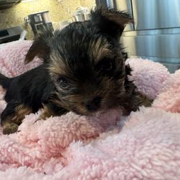 Little tiny - Tan and white male Yorkshire Terrier puppy in Riverside, California from Playful Puppies