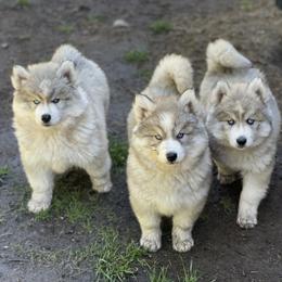Siberian Husky Puppies from Addison Grove Huskies