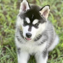 Female 3 - Black tan and white female Siberian Husky puppy in (Formally Lake Lillian, Minnesota) Old Fort, North Carolina from Antler Creek Siberians