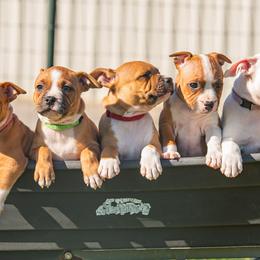 Staffordshire Bull Terrier Puppies from Vivace Staffords