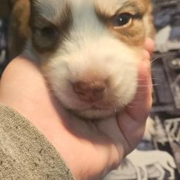Percy - Red and white male Siberian Husky puppy in Louisville, Kentucky from Wild Hunt Huskies