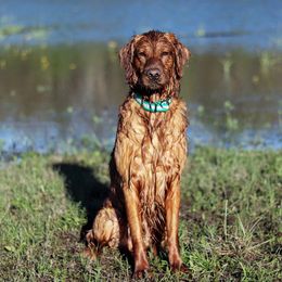 Ledger - Golden Retriever
