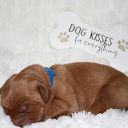 Golden Retriever Puppies from Bethel Park Goldens