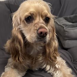 Cocker Spaniels from American cocker spaniel