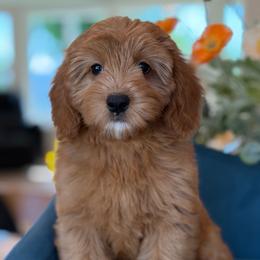 Patty - Red female Bernedoodle puppy in Yuciapa, California from AlltheDoodlez_