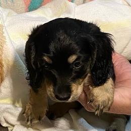 Pepe AKC full rights - Black and tan male Dachshund puppy in Elizabethtown, Kentucky from Teeny Tiny Puppy Tails