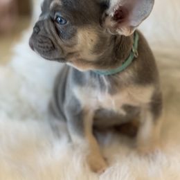French Bulldog Puppies from L.A. French Paws