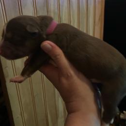 Copper girl - Red and white female Siberian Husky puppy in Wheeling, West Virginia from Powells Huskies