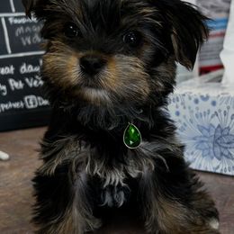 Yorkshire Terrier Puppies from North Idaho Yorkies