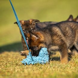 German Shepherd Puppies from Sommerfeld German Shepherds
