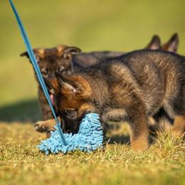 German Shepherd Puppies from Sommerfeld German Shepherds